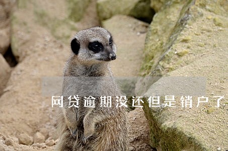 网贷逾期没还但是销户了 网贷逾期没还但是销户了