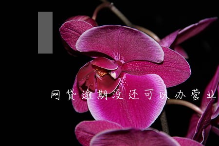 网贷逾期没还可以办营业执照吗 网贷逾期没还可以办营业执照吗