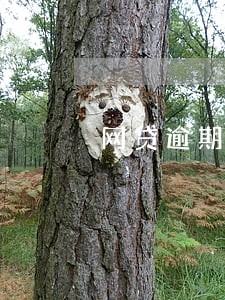 网贷逾期没还可以办车贷吗 网贷逾期没还可以办车贷吗