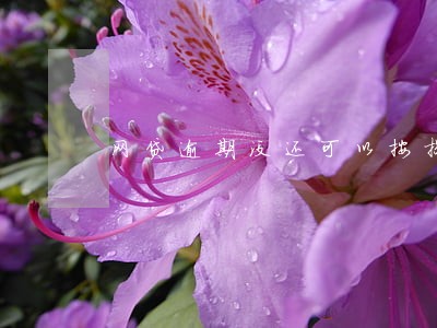 网贷逾期没还可以按揭买车吗 网贷逾期没还可以按揭买车吗