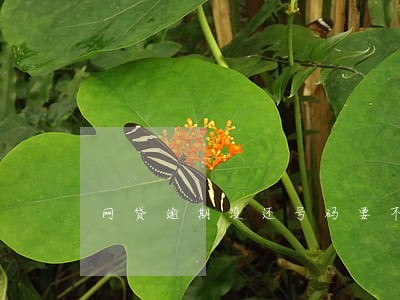 网贷逾期没还号码要不要换