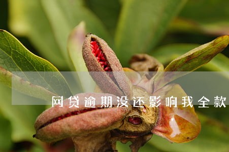 网贷逾期没还影响我全款买车吗