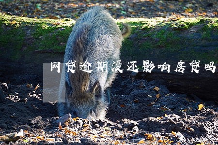 网贷逾期没还影响房贷吗 网贷逾期没还影响房贷吗