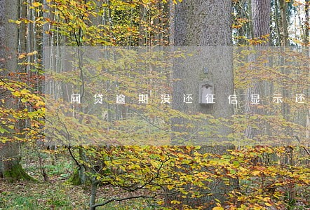 网贷逾期没还征信显示还清 网贷逾期没还征信显示还清