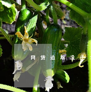 网贷逾期没还怎么处理 网贷逾期没还怎么处理