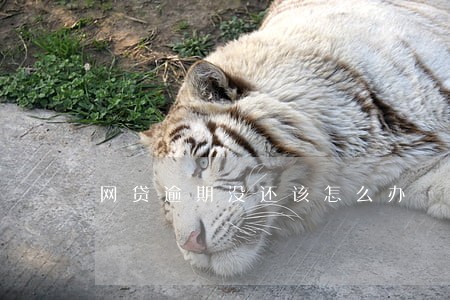 网贷逾期没还该怎么办 网贷逾期没还该怎么办