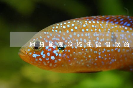 网贷逾期没还还能借款的平台 网贷逾期没还还能借款的平台