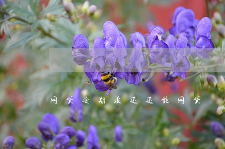 网贷逾期没还还能网贷 网贷逾期没还还能网贷