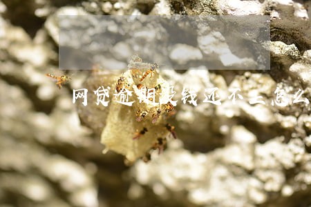 网贷逾期没钱还不上怎么处理 网贷逾期没钱还不上怎么处理