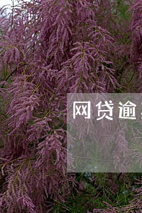 网贷逾期没钱还入 网贷逾期没钱还入