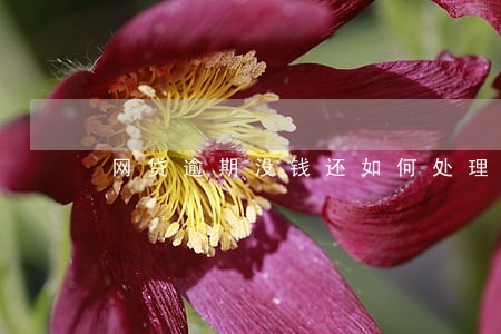 网贷逾期没钱还如何处理 网贷逾期没钱还如何处理