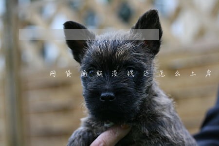 网贷逾期没钱还怎么上岸 网贷逾期没钱还怎么上岸