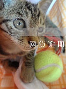 网贷逾期法务介入需要手机卡 网贷逾期法务介入需要手机卡