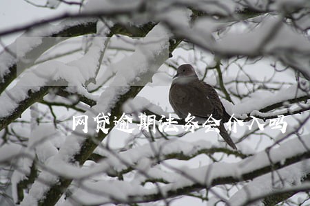 网贷逾期法务会介入吗 网贷逾期法务会介入吗