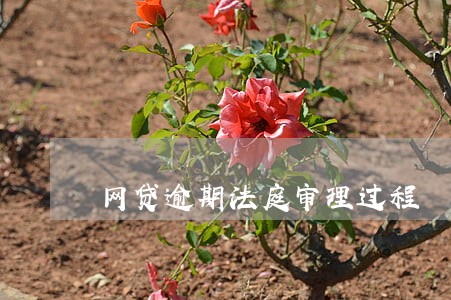 网贷逾期法庭审理过程 网贷逾期法庭审理过程
