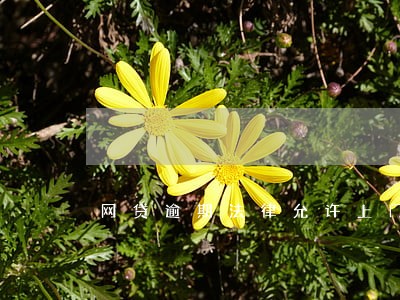 网贷逾期法律允许上门催债吗 网贷逾期法律允许上门催债吗