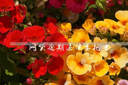网贷逾期法律委托书 网贷逾期法律委托书
