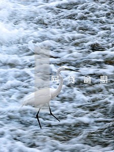 网贷逾期法院会执行配偶的工资吗 网贷逾期法院会执行配偶的工资吗