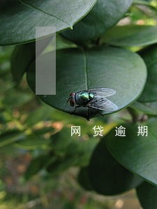 网贷逾期法院传票会寄到哪里 网贷逾期法院传票会寄到哪里