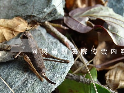 网贷逾期法院传票内容 网贷逾期法院传票内容