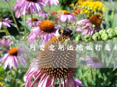 网贷逾期法院执行通知 网贷逾期法院执行通知