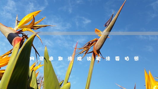 网贷逾期法院说犯法要拍照 网贷逾期法院说犯法要拍照