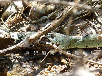 网贷逾期法院起诉吗 网贷逾期法院起诉吗