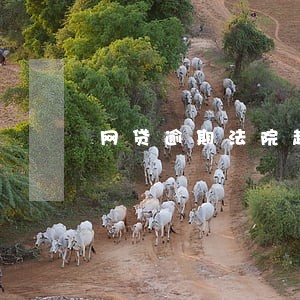 网贷逾期法院起诉流程