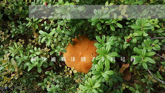 网贷逾期注销了手机号码 网贷逾期注销了手机号码