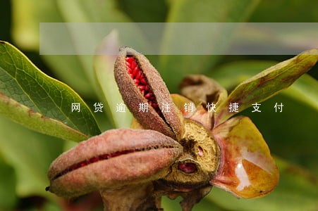 网贷逾期注销快捷支付
