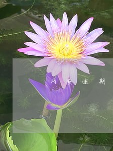 网贷逾期注销掉电话号码 网贷逾期注销掉电话号码