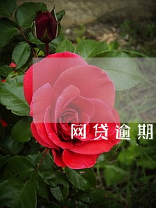 网贷逾期注销电话号码有用吗 网贷逾期注销电话号码有用吗