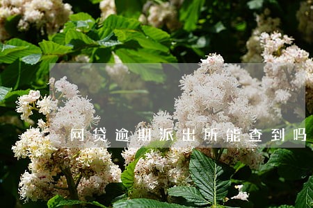 网贷逾期派出所能查到吗 网贷逾期派出所能查到吗