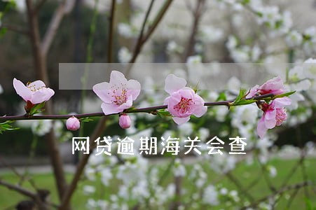 网贷逾期海关会查 网贷逾期海关会查