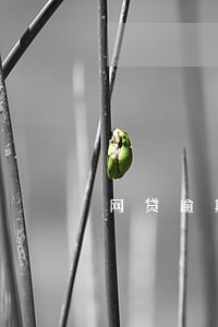网贷逾期涉嫌骗贷什么意思