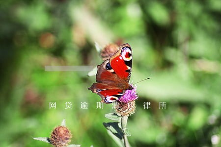 网贷逾期清收律所 网贷逾期清收律所