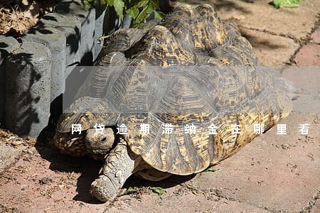 网贷逾期滞纳金在哪里看 网贷逾期滞纳金在哪里看