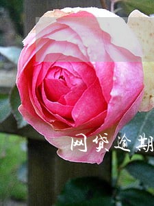 网贷逾期爆联系人 网贷逾期爆联系人