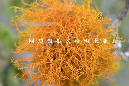 网贷逾期父母也没能力 网贷逾期父母也没能力
