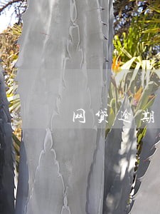 网贷逾期父母会被天天打电话吗 网贷逾期父母会被天天打电话吗