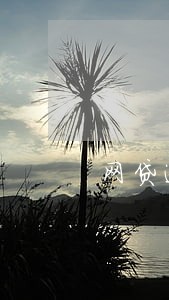 网贷逾期版不了信用卡吗 网贷逾期版不了信用卡吗