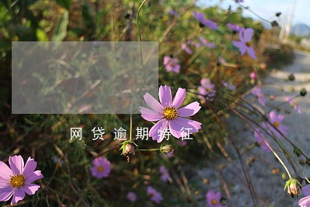 网贷逾期特征 网贷逾期特征