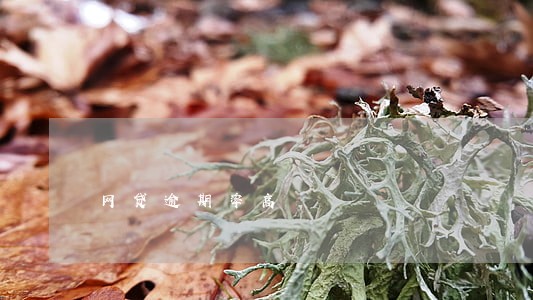 网贷逾期率高