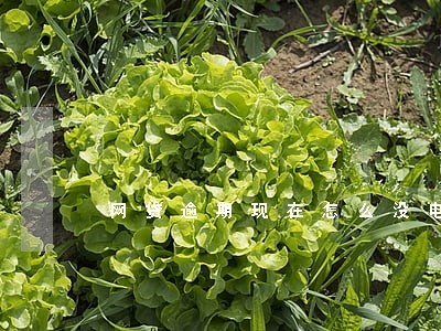 网贷逾期现在怎么没电话打来了