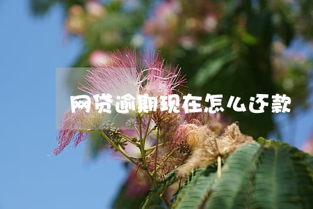 网贷逾期现在怎么还款 网贷逾期现在怎么还款
