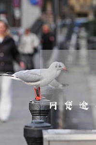 网贷逾期现在能不能办银行卡 网贷逾期现在能不能办银行卡