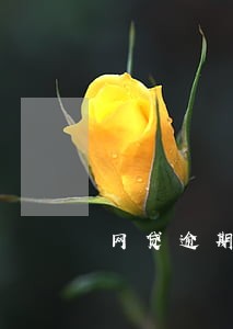网贷逾期现在还不上会坐牢吗