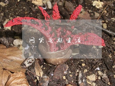 网贷逾期生活 网贷逾期生活