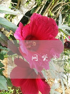 网贷逾期用户能做核酸检测吗 网贷逾期用户能做核酸检测吗