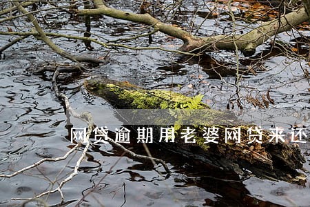 网贷逾期用老婆网贷来还